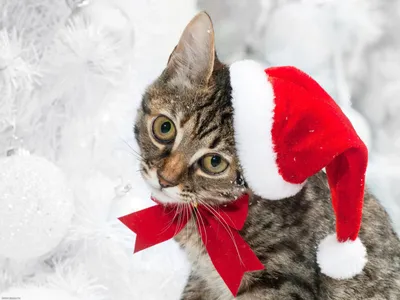 Picture Kittens Christmas Two Balls animal Holidays