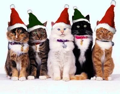 Новогодние котики 1 слайд-шоу / Christmas cats - YouTube