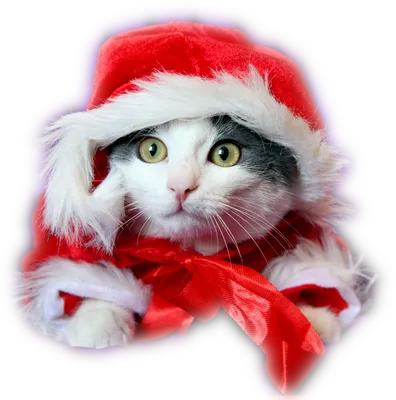 Любопытные котики и новогодние ёлки. Смешная подборка. | НАШИ КОТИКИ |  Яндекс Дзен #Cats #cat #Коты #кот #кошки … | Котята, Кошачьи фотографии,  Фотографии животных