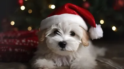 Красивые новогодние картинки с котиками и собачками 🎄🐈🐕🎄 | Волшебный  мир иллюстраций | Дзен