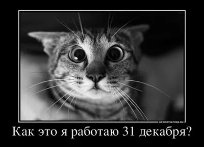 Новогодние мемы, которые можно отправить своим родителям, — про оливье,  холодец и планы на праздники — Meduza