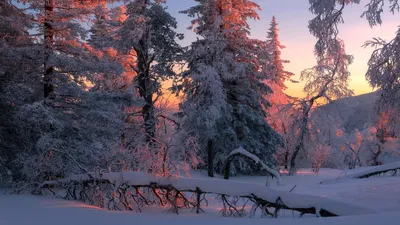 Девушка в зимнем лесу. Снег, лес, новый год, фотосессия, фото. Новогодняя  фотосессия, образы, зимой, Ярославль, зимняя дорога | Фотосессия, Зима, Лес