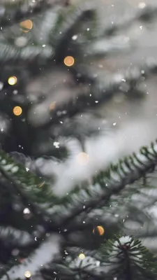 Новогодние фотографии/картинки | Iphone wallpaper winter, Winter wallpaper,  Xmas wallpaper