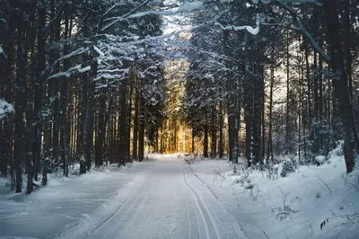 Стихотворение «Новогодний лес», поэт Панченкова Мария