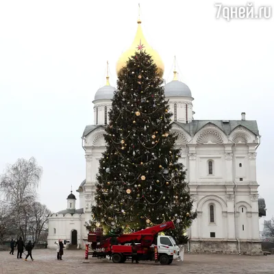 Стало известно во сколько украинцам обойдутся новогодние елки - социальные  новости | ОСН