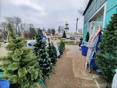 В Арцизе стартовал сезон продаж новогодних елок (фото) | БессарабiЯ.UA