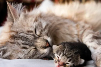 Кошка радела новорожденных котят на …» — создано в Шедевруме
