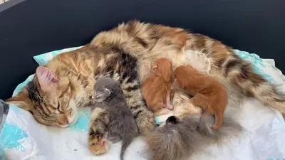 Новорожденный котенок без мамы: как выхаживать