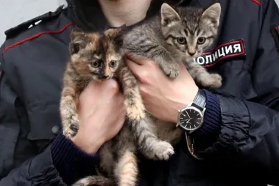 Кошка "подкинула" новорожденных котят лучшему участковому Нижегородской  области - 