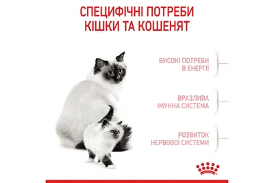 Нижегородцы привезли в багажнике в приют четырех котят в Нижнем Новгороде 3  октября 2023 года | Нижегородская правда