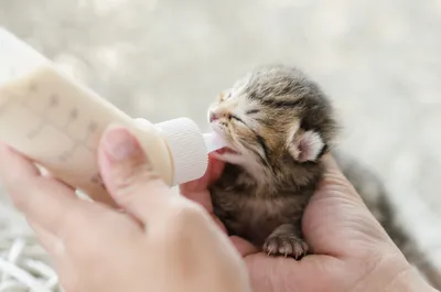 Молоко для котят: можно ли кормить котов молоком | Royal Canin UA