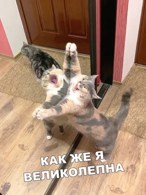 Смешные, позитивные фото кошек. Коты, которые рассмешат каждого 😂.  Интересная информация про кошек | Все про кошек | Дзен