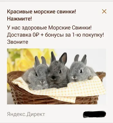 Ну очень красивые котята: 1 500 грн. - Кошки Киев на Olx