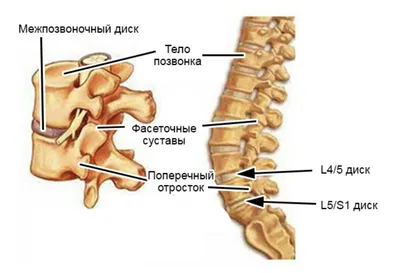 Поясничный отдел позвоночника MPT : нормальная анатомия | e-Anatomy