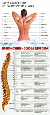 Позвоночник рентгенограммы : нормальная анатомия | e-Anatomy