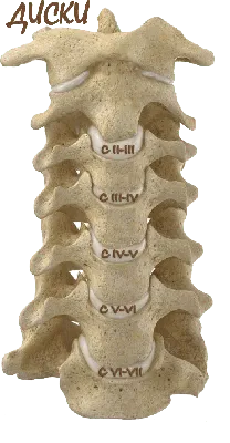 Строение шейных позвонков