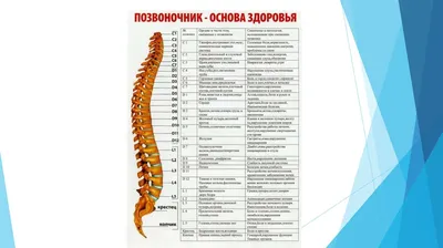 Строение и функции позвоночника