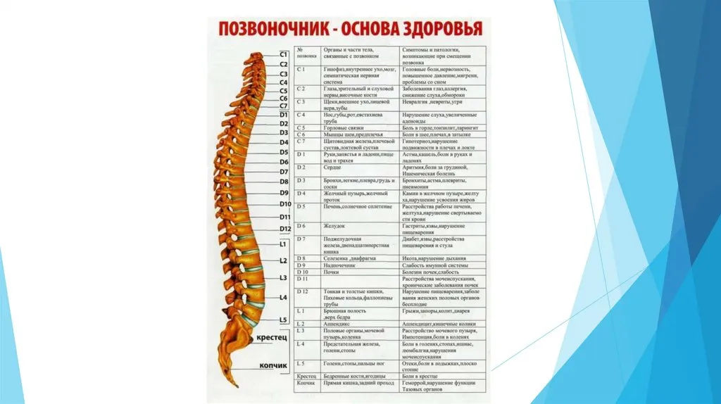 Позвоночник человека таблица