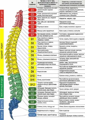 Позвоночный столб: анатомия простым языком.Анатомия позвонка человека