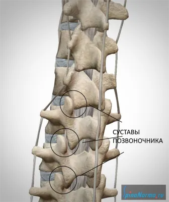 Одержимые. Женщины, ведьмы и демоны в царской России (fb2) | Флибуста