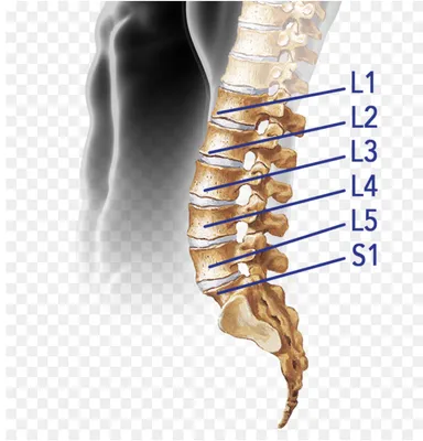 Позвоночник схемы : нормальная анатомия | e-Anatomy