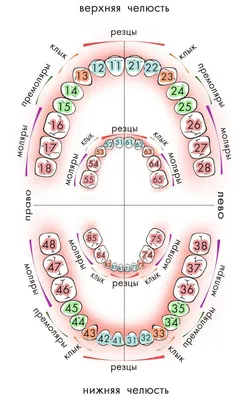 Нумерация зубов в стоматологии 57 картинок