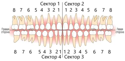 Нумерация зубов в стоматологии порядок зубов, схема