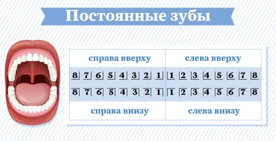 Как стоматологи считают зубы. Нумерация зубов | Стоматология Доктор Мартин  | Дзен