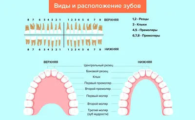 Зубы человека: виды, нумерация и зубная формула ДЕНТиК ЛЮКС