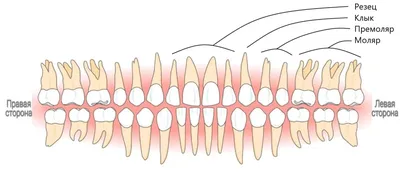 Нумерация зубов у человека - сколько зубов у взрослого человека