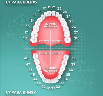 Нумерация зубов в стоматологии - схема нумерации зубов у взрослых и детей