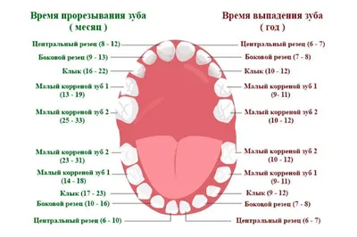 Нумерация зубов в стоматологии. Сегменты челюсти.