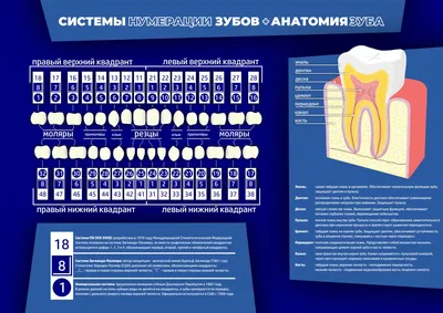 Нумерация зубов в стоматологии – схема, порядок (номера) зубов