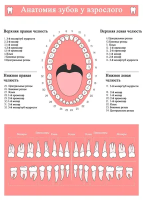 Зубы человека: виды, нумерация и зубная формула ДЕНТиК ЛЮКС