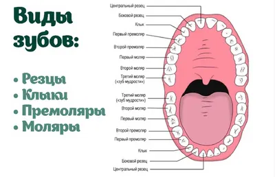 Почему стоматологи называют зубы по номерам и как они их считают? |  Здоровая жизнь | Здоровье | Аргументы и Факты