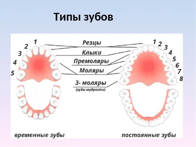 Обозначение и нумерация зубов в Дніпрі без вихідних | Стоматологія "Полімед"