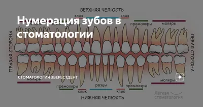 Нумерация и названия зубов - Дельта-Стом Тюмень