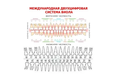 Нумерация зубов в стоматологии | Стоматология ЭверестДент | Дзен