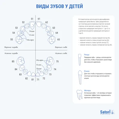 Нумерация зубов в стоматологии – схема, порядок (номера) зубов