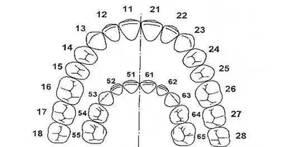 Классификация зубов