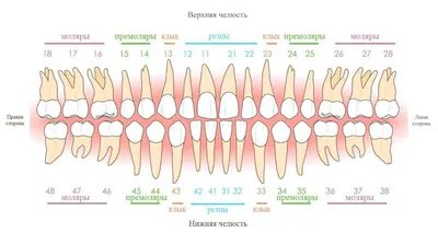 Нумерация и название зубов у детей и взрослых в стоматологии