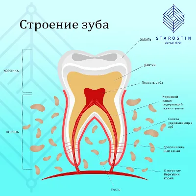 Номера зубов в стоматологии: расположение, фото, таблицы, схемы