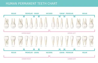 Сколько должно быть зубов у человека в челюсти: зубная нумерация в  стоматологии