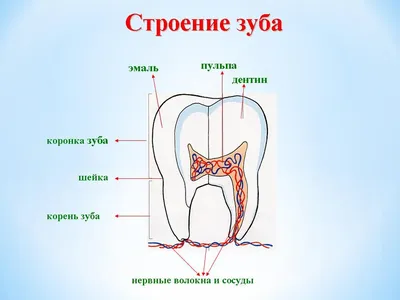 Как определить зуб | Нумерация зубов