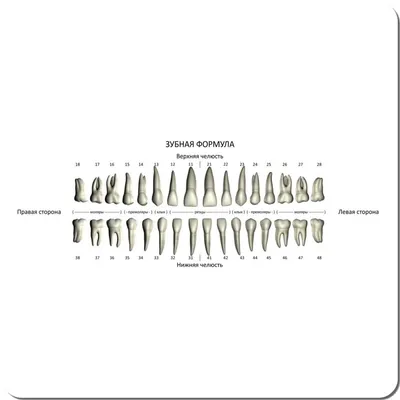 Сколько должно быть зубов у человека в челюсти: зубная нумерация в  стоматологии