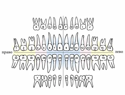 Нумерация (номера) зубов в стоматологии – схема у взрослых, как считать зубы  по номерам