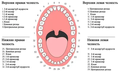 Нумерация (номера) зубов в стоматологии – схема у взрослых, как считать зубы  по номерам