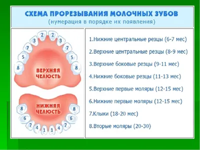 Сага о стоматологии. Глава 43. Когда у детей должны прорезываться зубы? |  Пикабу