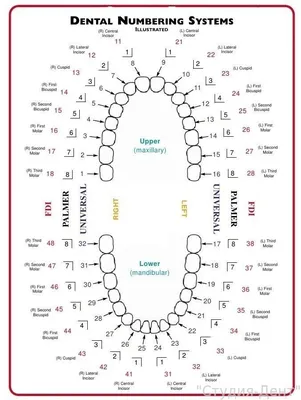Нумерация зубов в стоматологии – схема, порядок (номера) зубов