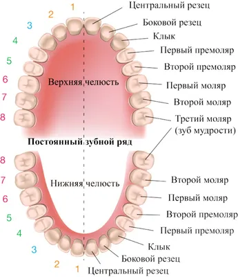 Нумерация зубов в стоматологии схема (взрослые, дети)